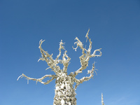 Bone Tree #1