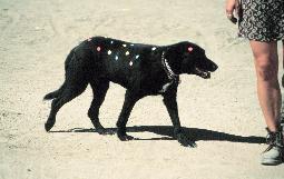 Spotty Dog